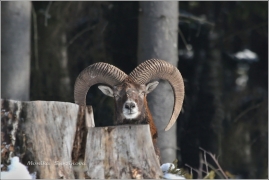 <p>MUFLON (Ovis musimon)</p>